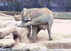 Olifant GIF. Dieren Olifant Gifs Bus 
