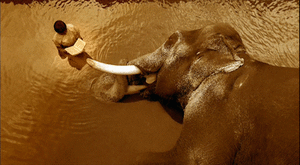 Olifant GIF. Dieren Olifant Gifs 
