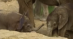 Olifant GIF. Dieren Olifant Gifs 