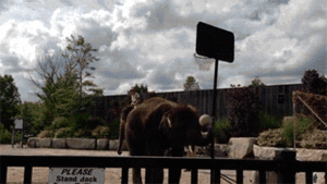 Baby GIF. Dieren Spelen Olifant Baby Gifs 