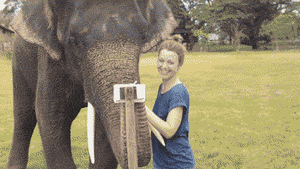 Olifant GIF. Dieren Olifant Gifs 