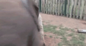 Olifant GIF. Dieren Film Olifant Kleur Gifs Dumbo 