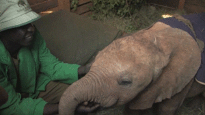 Olifant GIF. Dieren Olifant Gifs 
