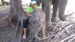 Olifant GIF. Dieren Olifant Gifs 