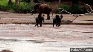Baby GIF. Dieren Olifant Baby Gifs 