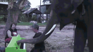 Olifant GIF. Dieren Olifant Gifs 