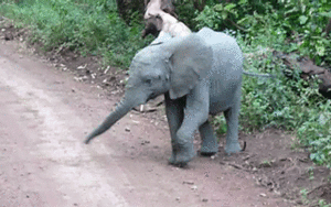 Olifant GIF. Dieren Olifant Gifs Snoeklepel 