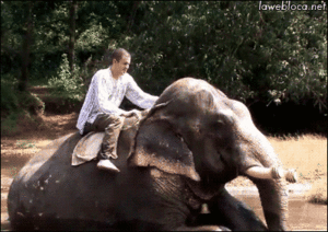 Baby GIF. Dieren Olifant Baby Gifs 