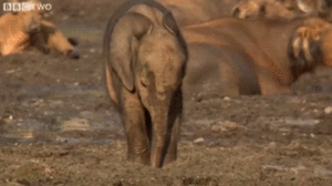 Olifant GIF. Dieren Olifant Baby Gifs 