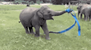 Olifant GIF. Dieren Olifant Gifs Mislukken 