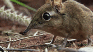 Baby GIF. Dieren Olifant Baby Gifs Vallend 