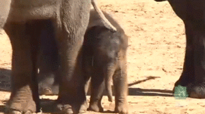 Baby GIF. Dieren Olifant Baby Hallo Gifs 