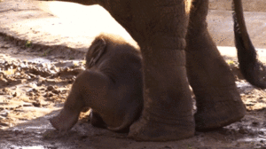 Olifant GIF. Dieren Olifant Gifs Gopro 