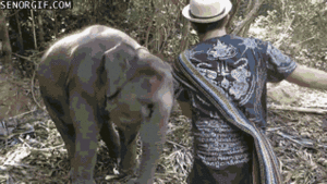 Olifant GIF. Dieren Olifant Gifs 