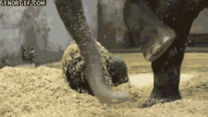 Olifant GIF. Dieren Olifant Gifs Upvote 