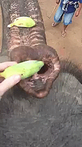 Olifant GIF. Dieren Olifant Gifs 