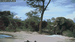Olifant GIF. Dieren Olifant Gifs Exploderen 