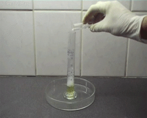 Olifant GIF. Dieren Olifant Regenboog Gifs 