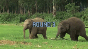 Olifant GIF. Dieren Olifant Gifs Cinemagraph 