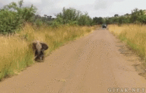 Olifant GIF. Dieren Olifant Gifs 
