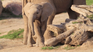 Olifant GIF. Dieren Olifant Gifs Hand 
