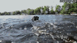 Olifant GIF. Dieren Cartoons Schattig Olifant Gifs Klassiek Dumbo 