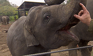 Olifant GIF. Bad Dieren Olifant Gifs 