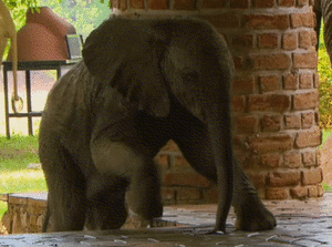 Olifant GIF. Dieren Olifant Roze Gifs Mrw 