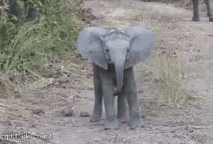 Olifant GIF. Dieren Olifant Gifs Upvote 