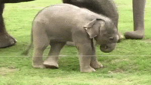 Olifant GIF. Dieren Olifant Gifs 