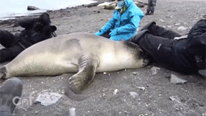 Baby GIF. Dieren Olifant Baby Gifs 