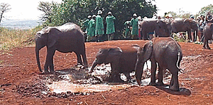 Olifant GIF. Dieren Wandelen Olifant Gifs 