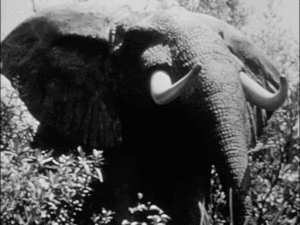 Olifant GIF. Dieren Olifant Gifs 