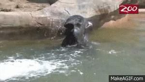 Olifant GIF. Bad Dieren Olifant Baby Gifs 
