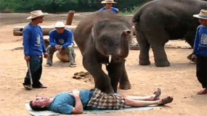 Olifant GIF. Dieren Olifant Gifs 