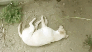 Olifant GIF. Dieren Olifant Parachutespringen Gifs 