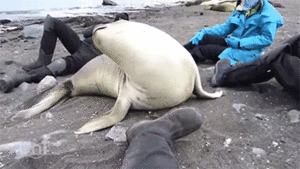 Olifant GIF. Dieren Olifant Gifs Gopro 
