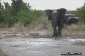 Olifant GIF. Dieren Olifant Gifs 