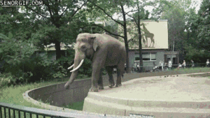Olifant GIF. Dieren Olifant Darts Gifs Til 