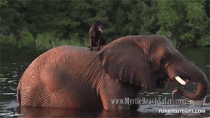 Olifant GIF. Dieren Olifant Gifs 