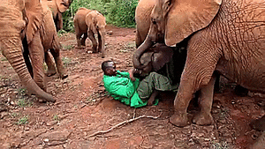 Olifant GIF. Dieren Olifant Gifs 