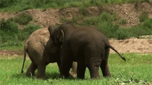 Olifant GIF. Dieren Olifant Gifs 