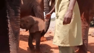 Olifant GIF. Dieren Schattig Olifant Gifs 