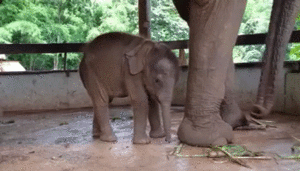 Olifant GIF. Dieren Olifant Gifs 