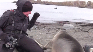 Olifant GIF. Dieren Olifant Baby Gifs 