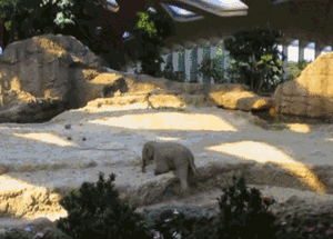 Olifant GIF. Dieren Olifant Gifs Animalsbeingjerks Jackass 
