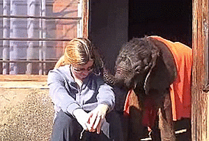 Olifant GIF. Dieren Geboorte Olifant Gifs 