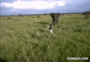 Baby GIF. Dieren Olifant Baby Gifs Effect Modder 