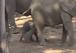Olifant GIF. Dieren Olifant Gifs 