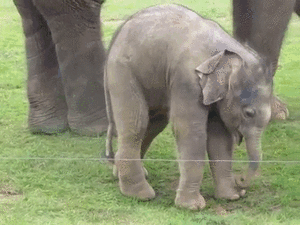Olifant GIF. Dieren Olifant Gifs Snoeklepel 